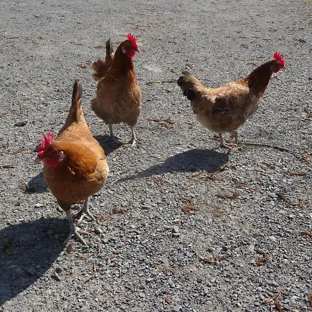 Bonbeaujoli Bed & Breakfast 3*